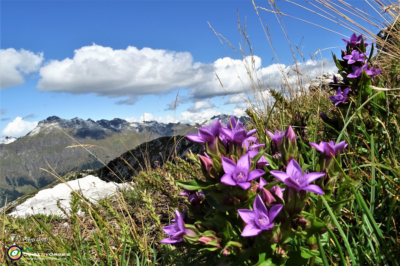 47 Sul sentiero spettacolo di   gentiana anisodonta-ramosa in piena fioritura.JPG